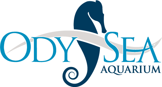 OdySea Aquarium